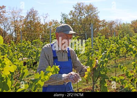 Grape harvest: Hand harvest of Pinot Noir and Pinot Gris grapes in the Palatinate, Germany Stock Photo