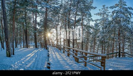 View of snowy pine forest with sun rays coming through and wooden path for relaxing walk. Covered in snow pine, fir and spruce trees. Stock Photo