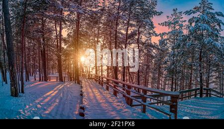 View of sunset with snowy pine forest with sun rays coming through and wooden path for relaxing walk. Covered in snow pine, fir and spruce trees. Stock Photo