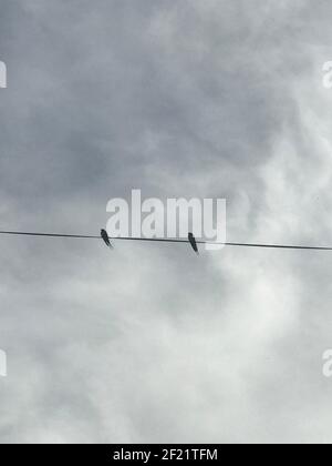 Two birds on electric wires. Minimal composition. Background. Stock Photo