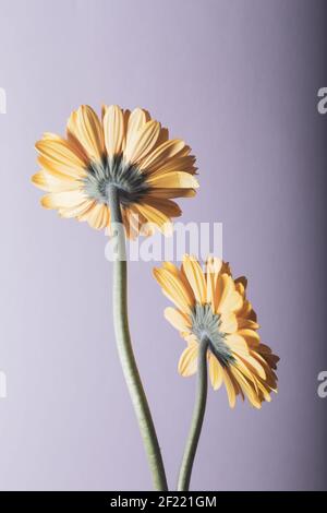 Yellow gerbera flowers from the back. Background and texture. Stock Photo