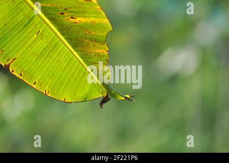 Banana Leaf on Green Bokeh Background Stock Photo