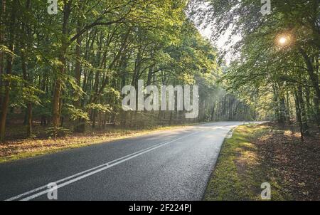Empty asphalt road in a forest, selective focus on asphalt. Stock Photo