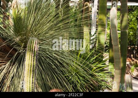 Different columnar cacti in a tropical house. Greenhouse in Berlin with a view of cacti of various sizes Stock Photo
