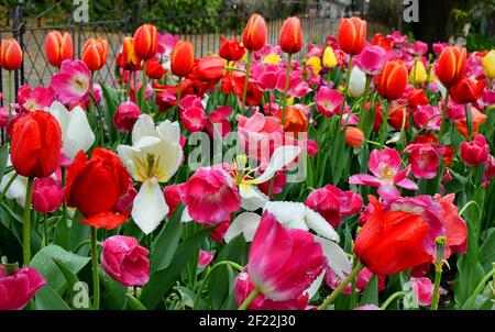 Tulips (Tulipa) form a genus of spring-blooming perennial herbaceous bulbiferous geophytes (having bulbs as storage organs) Stock Photo