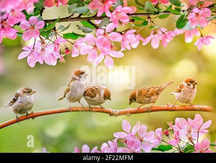 little funny chicks sparrows sit in spring sunshine on the branches of an apple tree with pink flowers Stock Photo