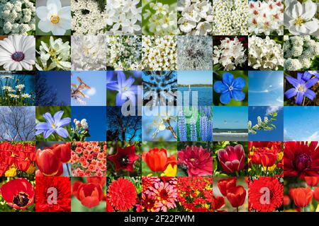 Collage of white, blue and red flowers and nature in form of Russian flag. Full size. Stock Photo