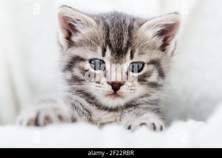Kitten peeks out holding by paws. Happy Kitten baby looking at camera. Cat Portrait. Grey tabby fluffy kitten hiding behind blanket on couch. Playful Stock Photo