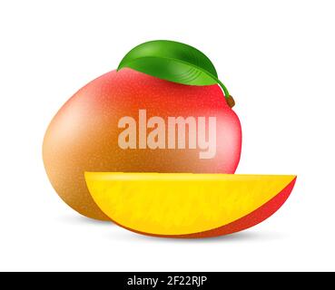 Mango fruit - exotic fruits collection, realistic design vector illustration close-up Stock Vector