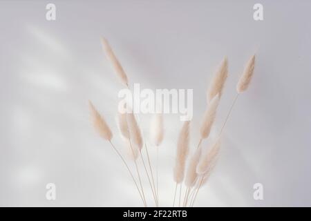 Brown bunny tail grass on grey background, copy space, dried lagurus grass. Bunny tail grass in a vase Stock Photo