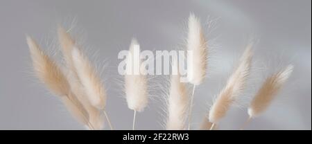 Brown bunny tail grass on grey background, copy space, dried lagurus grass Stock Photo