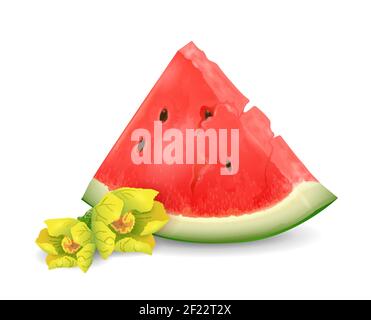 Watermelon fruit - exotic fruits collection, realistic design vector illustration close-up Stock Vector