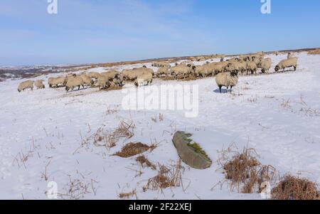 Sheep huddle following heavy snowfall over moorland under blue sky in winter near Goathland, Yorkshire, UK. Stock Photo