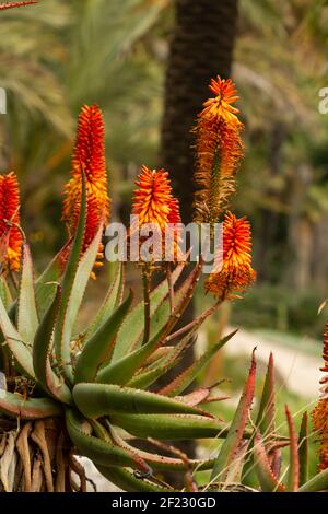 A vertical shot of blooming Bitter aloe plants Stock Photo