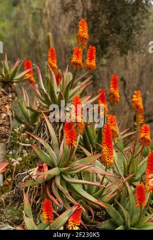 A vertical shot of blooming Bitter aloe plant Stock Photo
