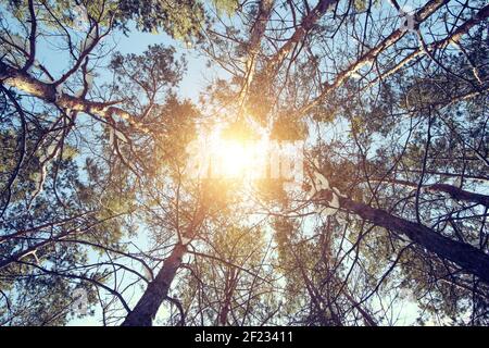 Tops of the tall pines are seen from below, under the bright sun Stock Photo