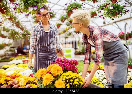 Two cheerful hardworking florist women enjoying work while selecting flowers from the cart in the greenhouse. Stock Photo