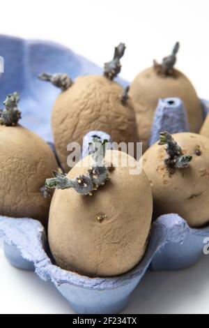 Chitting seed potatoes in egg cartons to promote growth when planted. Sprouting seed potato. Stock Photo