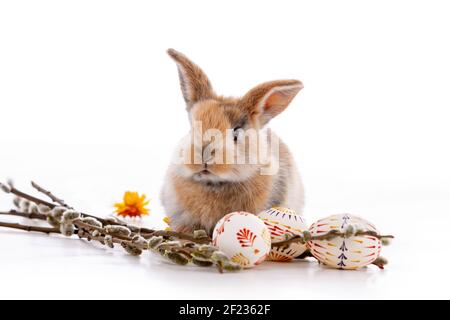 Cute dwarf rabbit with Easter motif on a white background. Stock Photo