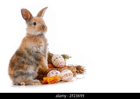 Cute dwarf rabbit with Easter motif on a white background. Stock Photo