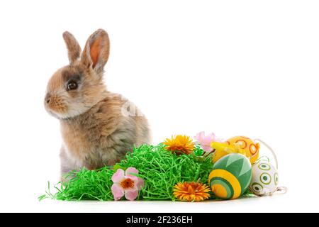 Cute dwarf rabbit with Easter motif on a white background. Stock Photo