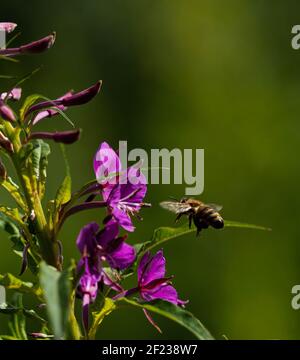 Bumble bee flying towards a wild flower on summers day Stock Photo