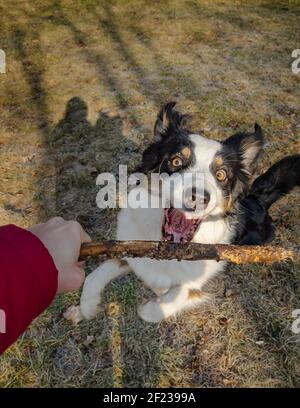 Australian Shepherd Dog takes apport from owner hand, playing at spring park. Happy Aussie walks at outdoors sunny day. Stock Photo