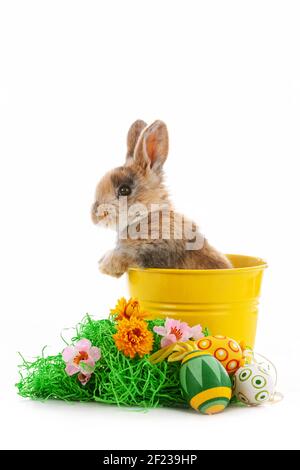 Cute dwarf rabbit with Easter motif on a white background. Stock Photo