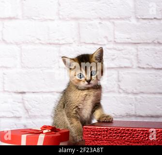 Cute kitten Scottish golden chinchilla straight breed sits on a white background and boxes with gift Stock Photo