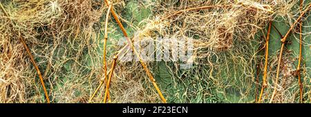 Background from a concrete wall in the garden, covered with ivy Stock Photo