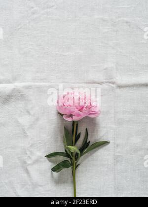 Peony flower on white tablecloth Stock Photo