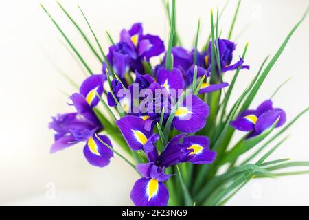 Close-up bunch of fresh beautiful purple and yellow irises flower bouquet on white background. Floral blossoming plant gift present Stock Photo