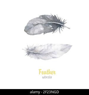 Watercolor bird feather from wing isolated. Aquarelle feather for background, texture, wrapper pattern, frame or border. High quality illustration Stock Photo