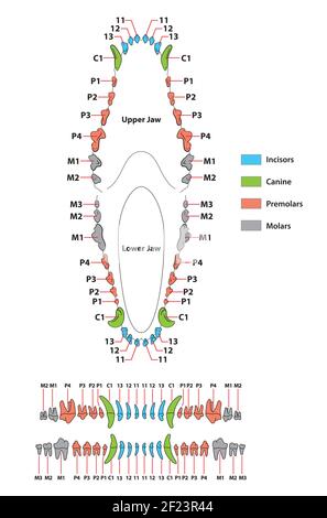 Construction of a dog tooth dental formula Stock Vector