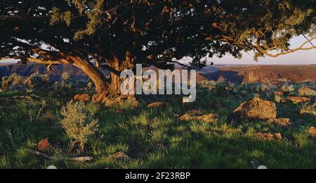 Sunrise illuminates large Juniper tree on the rim above the Three Forks of the Owyhee River Canyon in southeast Oregon's high desert. Stock Photo