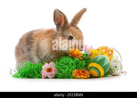 Cute dwarf rabbit with Easter motif on a white background. Stock Photo