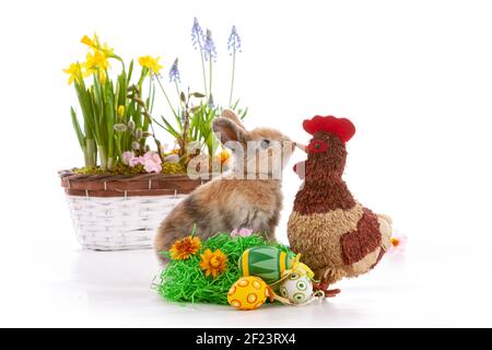 Cute dwarf rabbit with Easter motif on a white background. Stock Photo