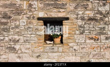 A small window under a wooden lintel decorated with a vase with white and violet flowers in a stone building of a medieval village (Marche, Italy, Eur Stock Photo