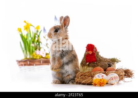 Cute dwarf rabbit with Easter motif on a white background. Stock Photo