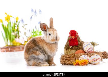 Cute dwarf rabbit with Easter motif on a white background. Stock Photo