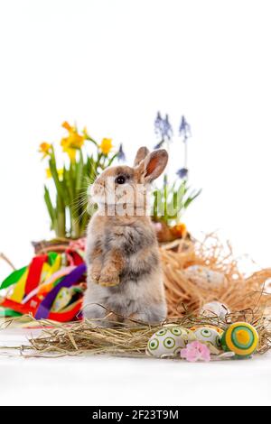 Cute dwarf rabbit with Easter motif on a white background. Stock Photo