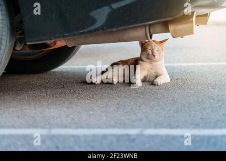 A street stray cat sit back to resting and napping near exhaust pipe under a parked car in urban. Homeless animals concept. Dangerous for cats ,Cautio Stock Photo
