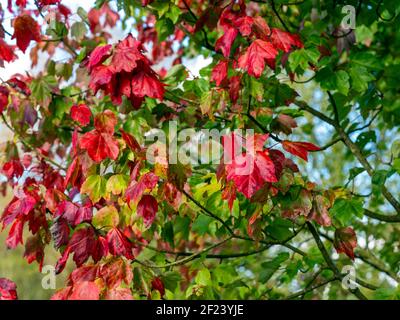 Colourful red and green Acer maple leaves on a tree in autumn Stock Photo