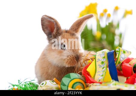 Cute dwarf rabbit with Easter motif on a white background. Stock Photo