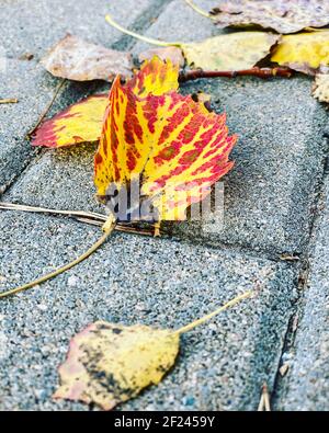 yellow autumn leaf with red patterns on it lies on an asphalt pavement on a warm autumn day. Macro closeup photography Stock Photo