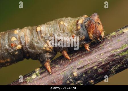Close up of Peppered Moth caterpillar (Biston betularia) crawling along branch. Tipperary, Ireland Stock Photo