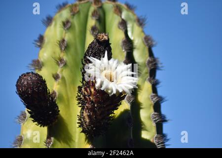 A tree-like cactus, that can grow to over 12 meters (40 feet) tall. It is native to the Sonoran Desert, Mexico and California. Stock Photo