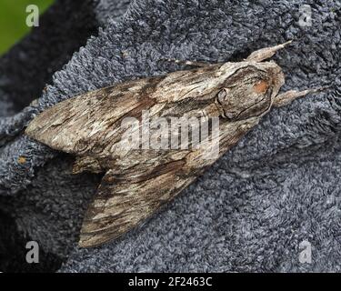 Convolvulus Hawk moth (Agrius convolvuli) at rest on item of clothing. Tipperary, Ireland Stock Photo
