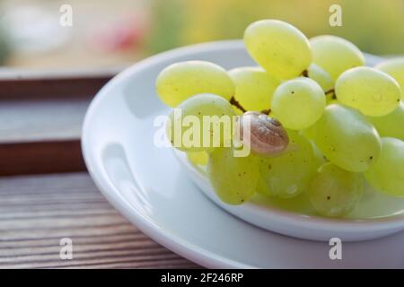 cute little snail with fragile shell in closeup, crawls on green grape bunch in saucer, on background of wooden window frame Stock Photo