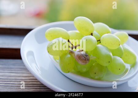 little snail, cute, crawls with extended tentacles on green grape bunch in saucer, on the background of wooden window frame Stock Photo